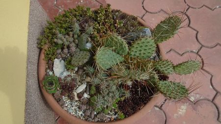 Minirocarie; Orostachys spinosa
Sempervivum tectorum Oddity
Sempervivum sp. diverse
Opuntia phaeacantha
Opuntia fragilis 1
Opuntia fragilis 2
