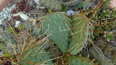 Opuntia phaeacantha