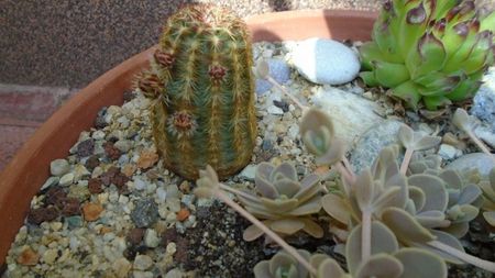 Echinocereus viridiflorus