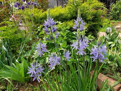 Camassia Leichtlinii