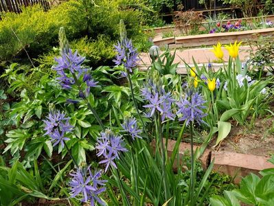 Camassia si West point