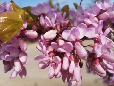 cercis