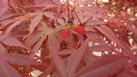 Fructe de artar japonez