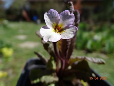 primula elatior Gold Nugget de la eclematis