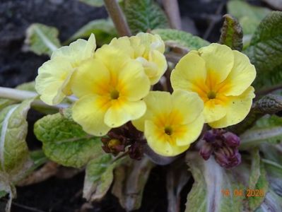 primula elatior Gold Nugget