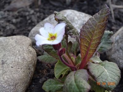 primula elatior Gold Nugget