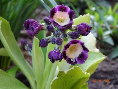 primula pubescens