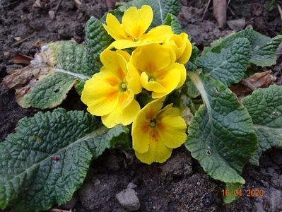 primula acaulis