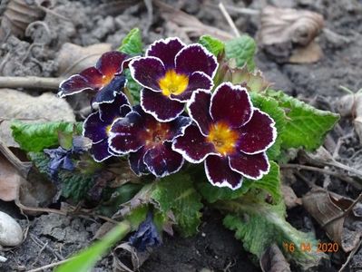 primula acaulis