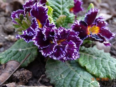 primula acaulis