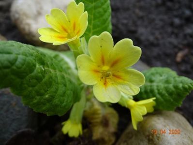 seedling primula veris