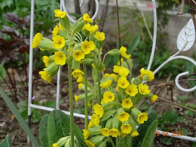 primula veris