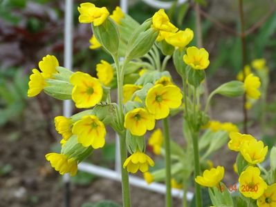 primula veris