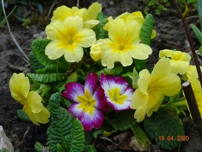 primula acaulis