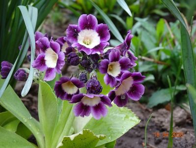 primula pubescens