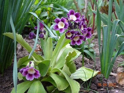 primula pubescens