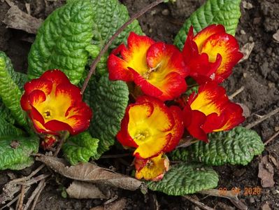 primula acaulis