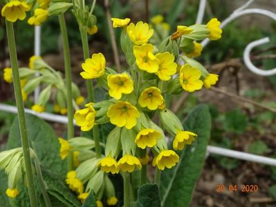 primula veris