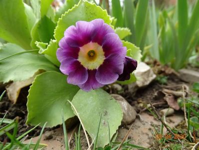 primula pubescens