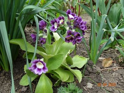 primula pubescens