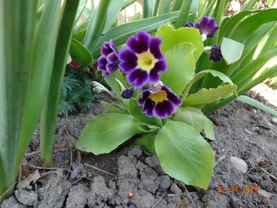 primula pubescens