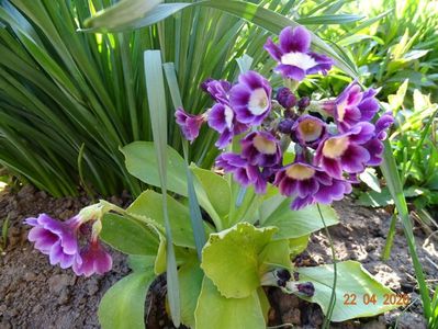 primula pubescens