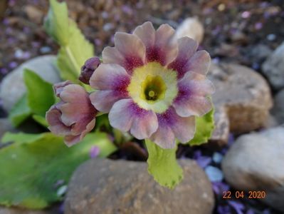 primula pubescens