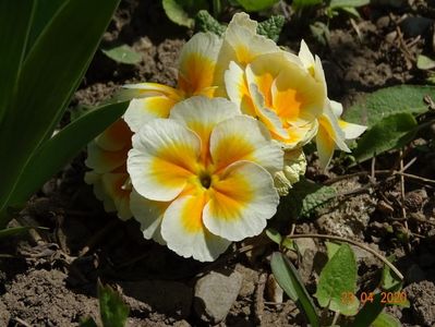 primula acaulis