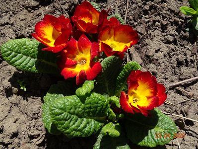 primula acaulis