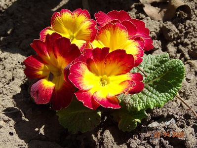 primula acaulis