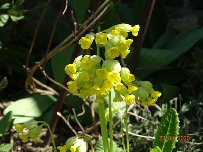 primula veris