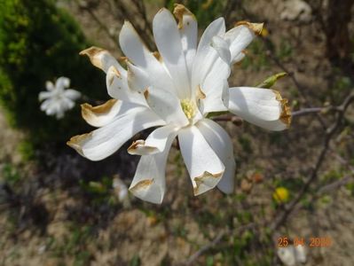 magnolia stellata Royal Star