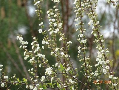 spiraea prunifolia Plena