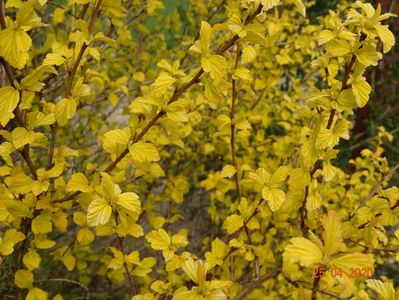 physocarpus Dart's Gold