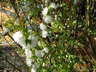 prunus gland. Alba Plena