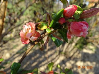 chaenomeles Flocon Rose