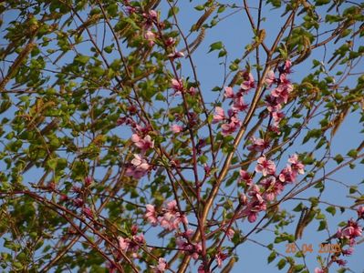 prunus persica