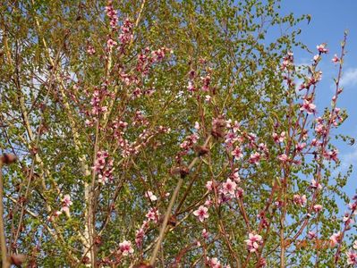 prunus persica