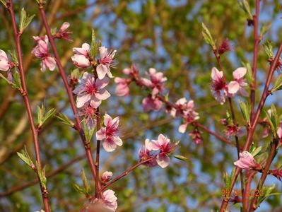 prunus persica