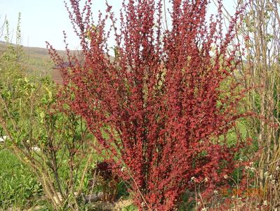 berberis Orange Rocket