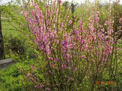 prunus triloba