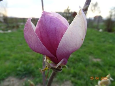 magnolia Rustica Rubra