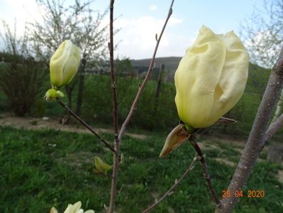 magnolia Yellow Lantern