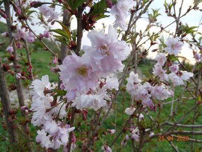 prunus incisa Mikinori