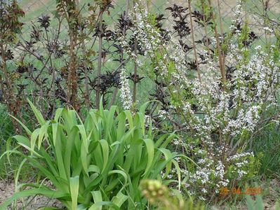 sambucus Guincho Purple si spiraea Fujino Pink