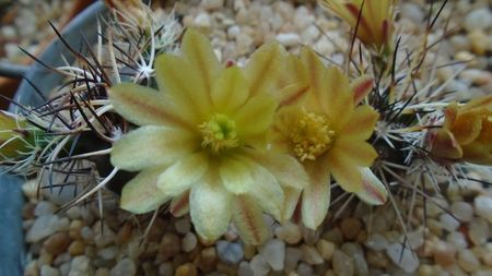 Echinocereus davisi brevispinus & Echinocereus davisi