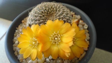 Rebutia arenacea