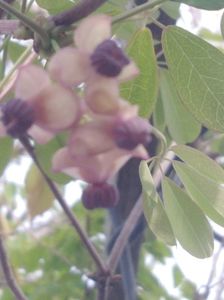 Akebia -floare