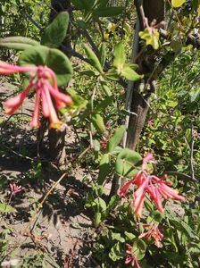 lonicera  brownii Dropmore Scarlet