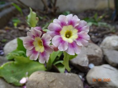 primula pubescens